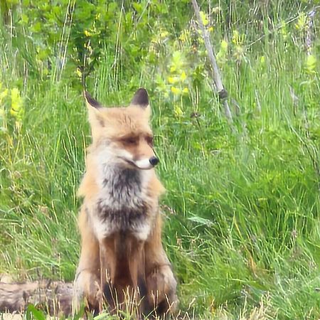 El Pecu Casa Rural Starfamiliar Bustillo Del Paramo エクステリア 写真